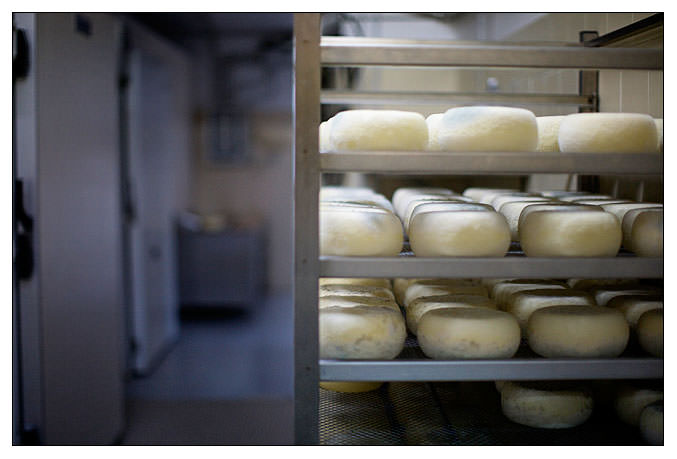 Ageing pecorino cheese