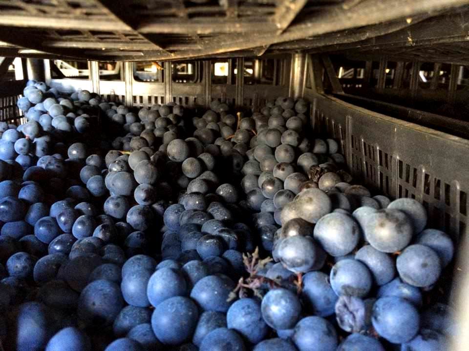 Red grapes being aged for the production of quality wines in San Miniato