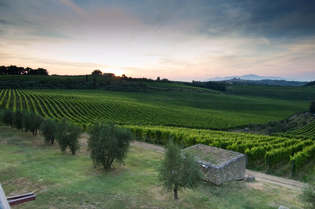 Sunset on the vineyards