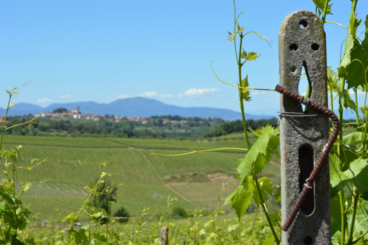 Wires in the vineyards