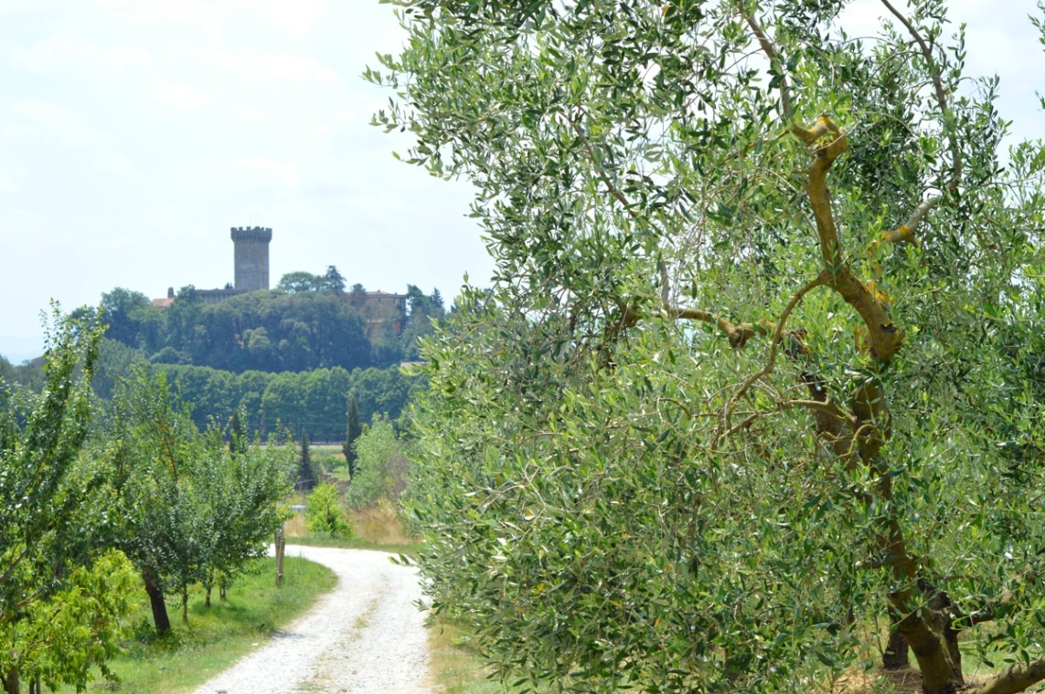 Olive grove and Vicopisano
