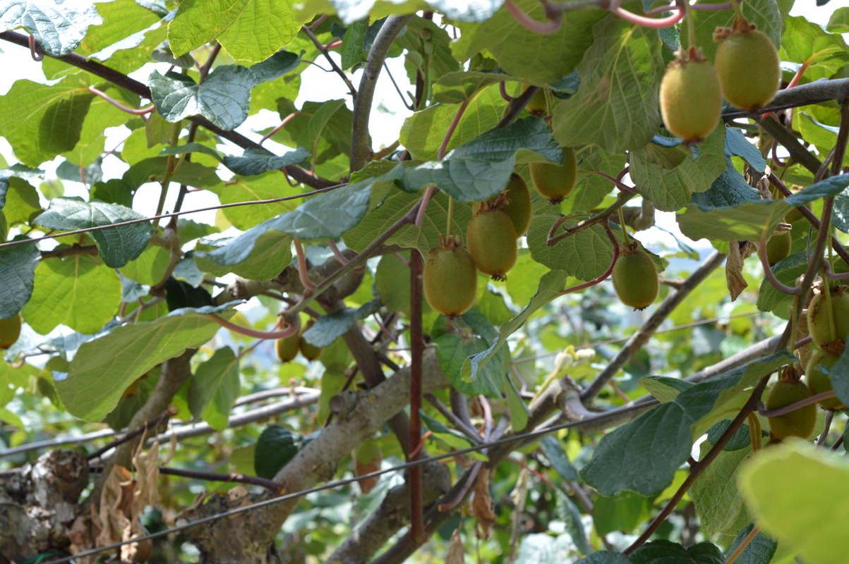 Kiwi fruits from Tuscany