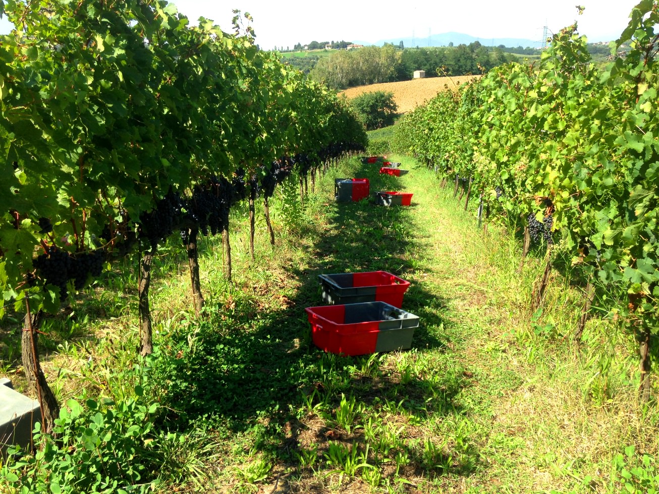 Crates in the vineyard