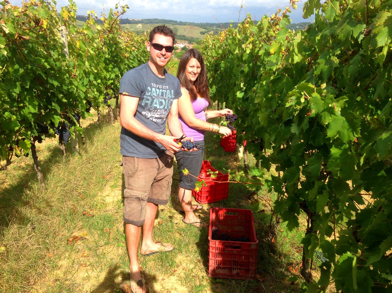Grape harvesting smiles