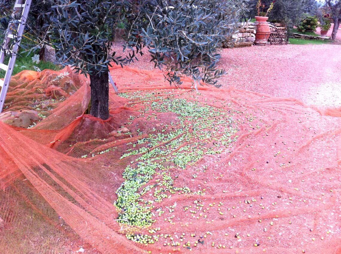 Olives fallen in the net