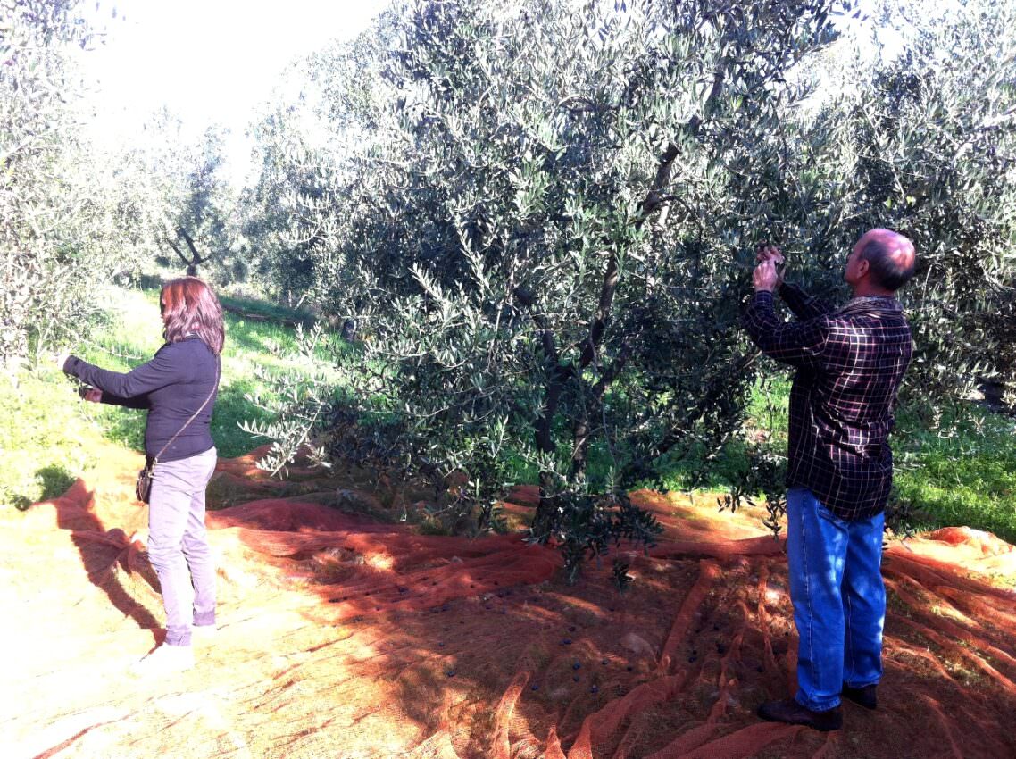 Hand picking of olives