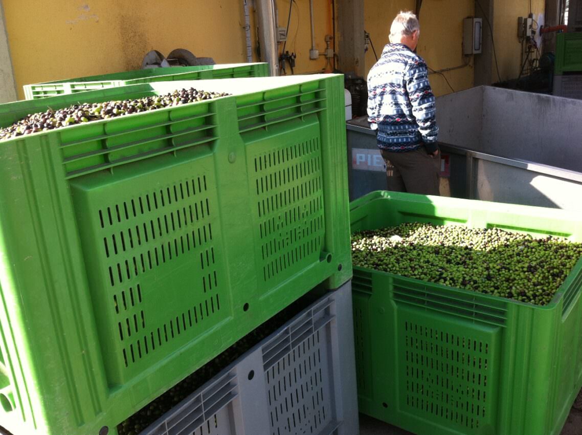 Crates full of olives
