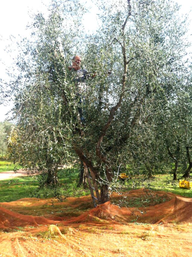 I am an olive tree: please harvest me!