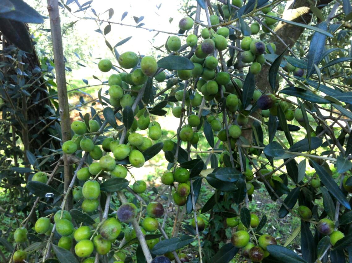 Moraiolo olives