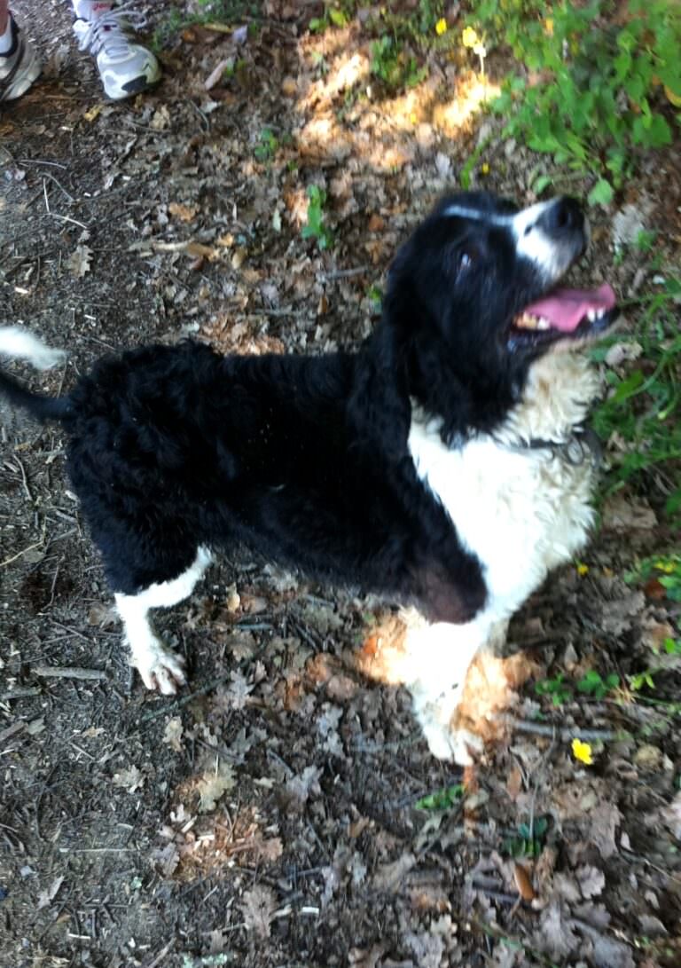 Nebbia wants a treat