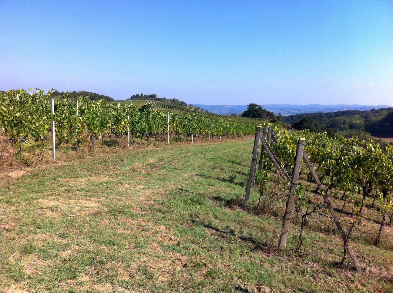 Vineyards after the harvest