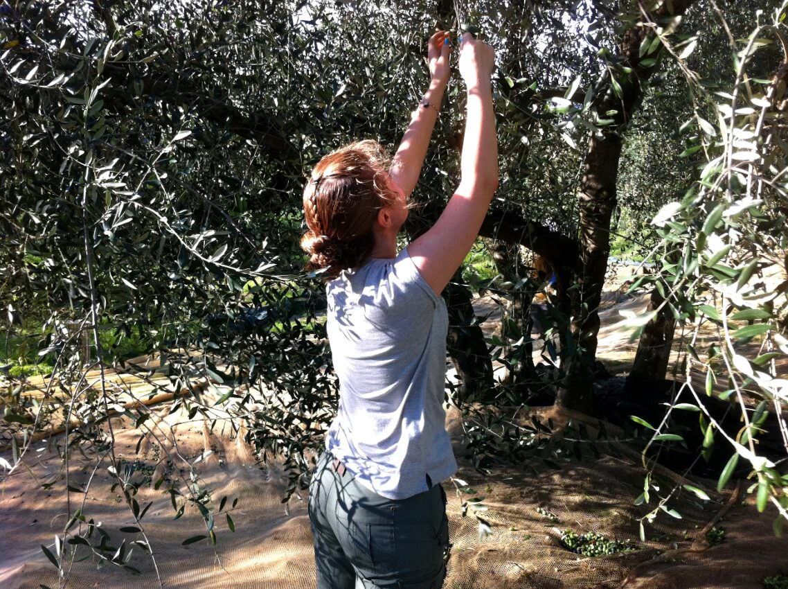 Hand-picking the olives
