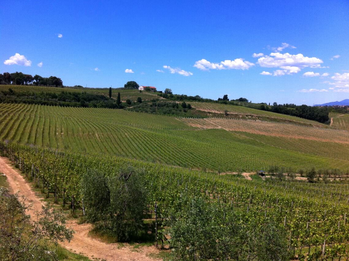 Vineyards and blue sky