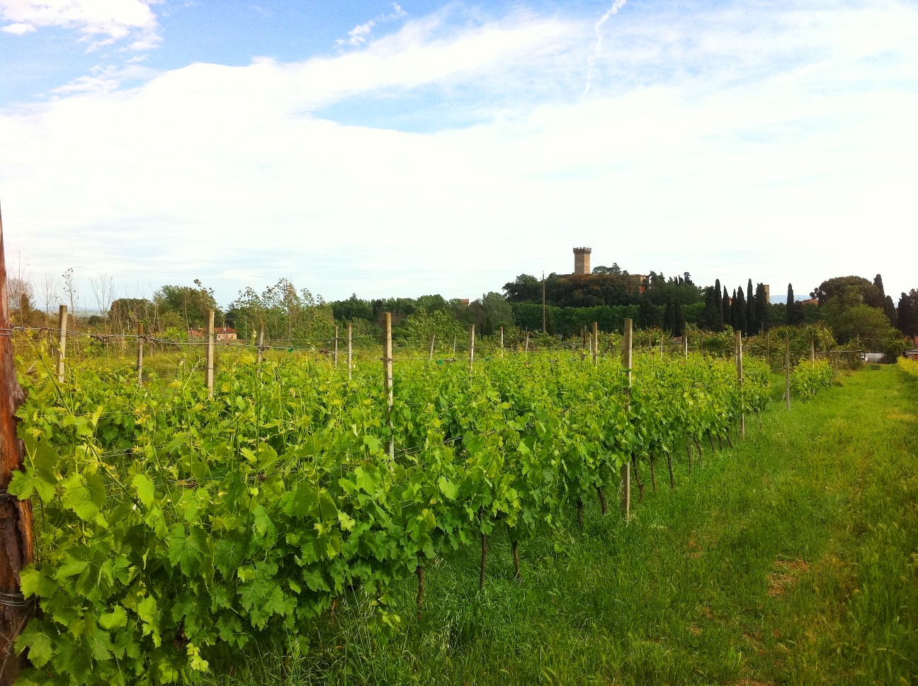 Vineyards over Tuscan village