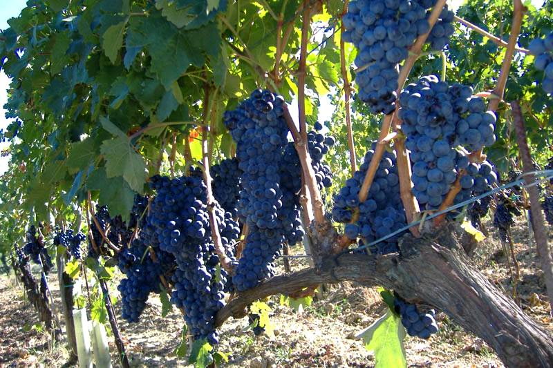 Sangiovese bunches