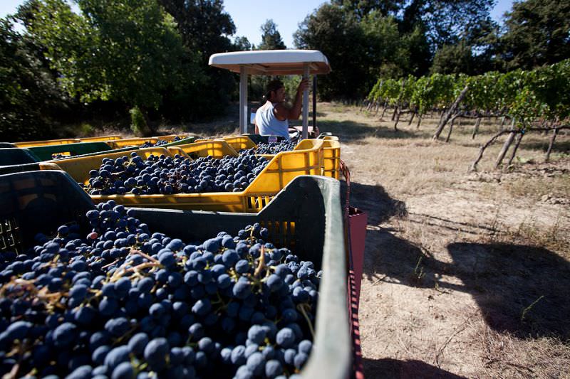 Tractor to the winery