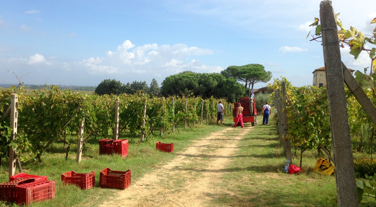 Grape harvesters in Tuscany
