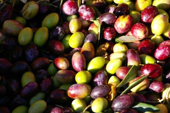 Green and black olives