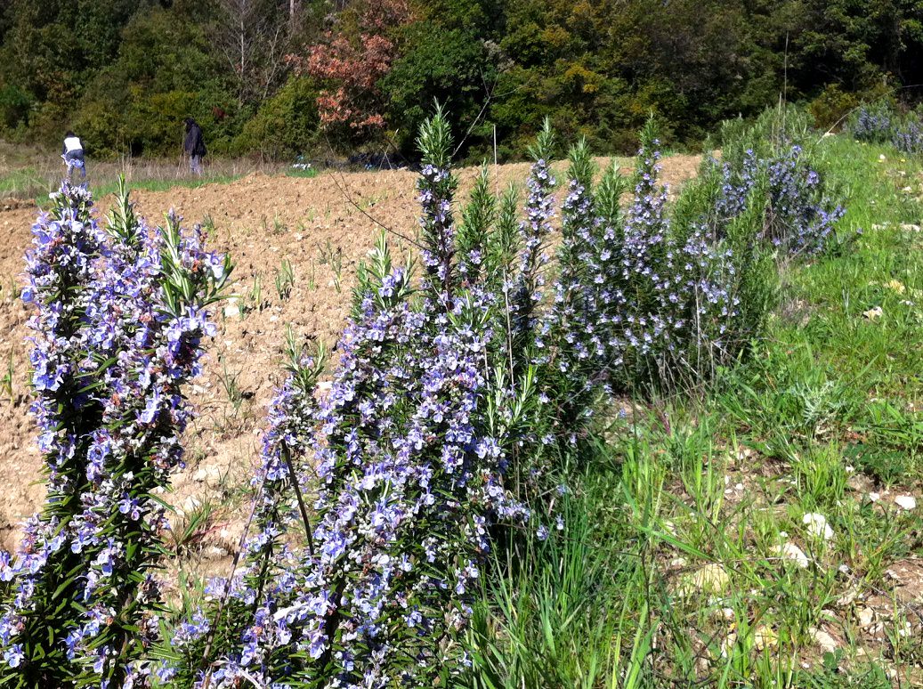 Rosemary field in Tuscany