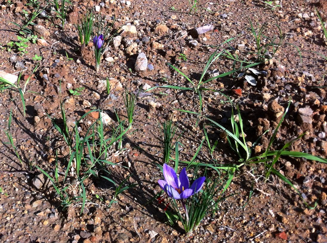 Saffron flowers growing near Volterra