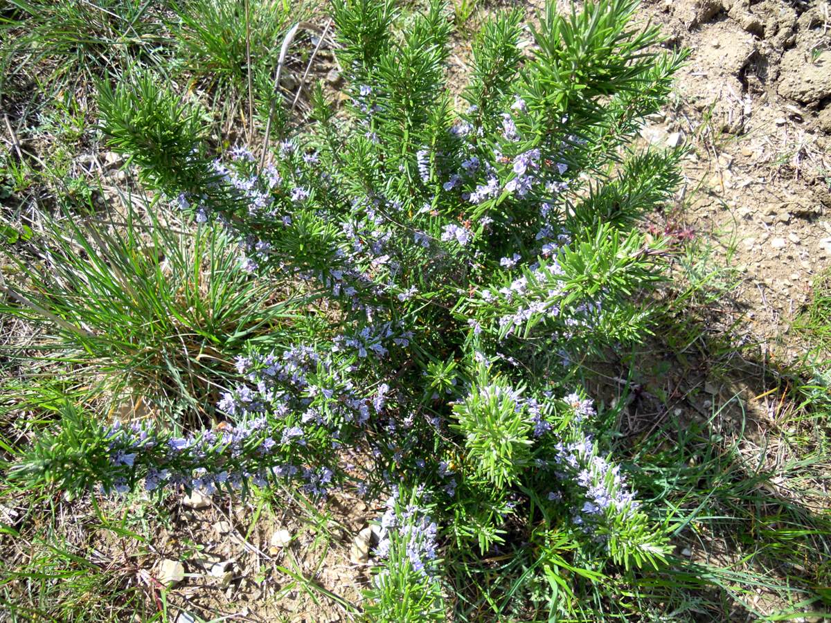 Rosemary from Tuscany