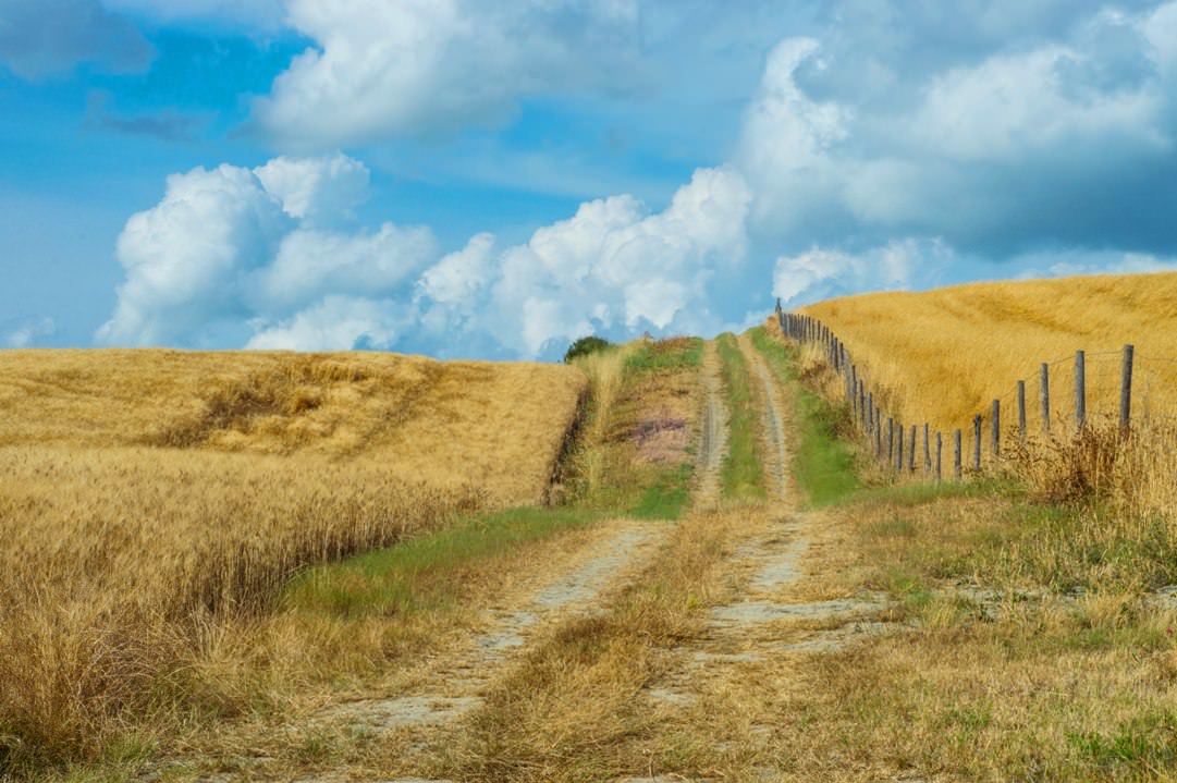 Wheat fields and gravel roads