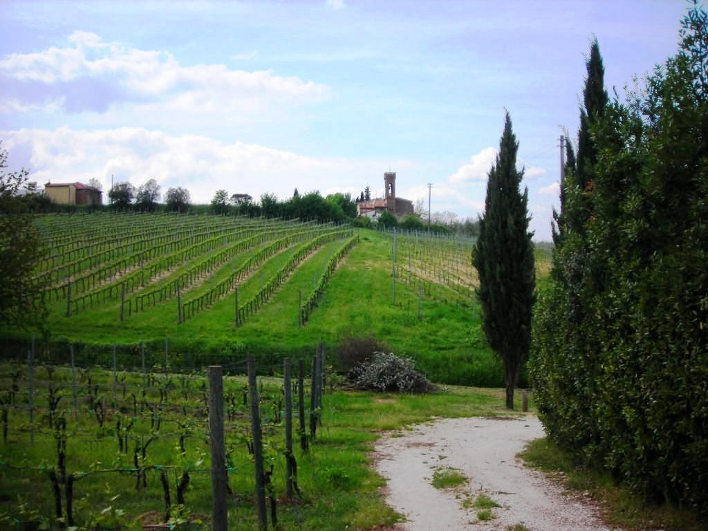 Little church by the vineyards