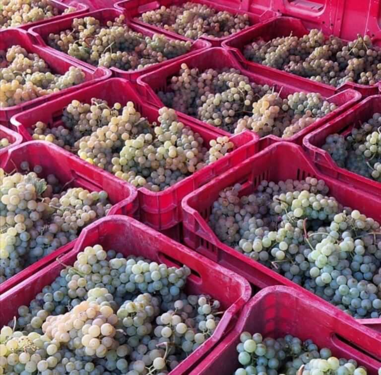 Grapes ready to be squeezed