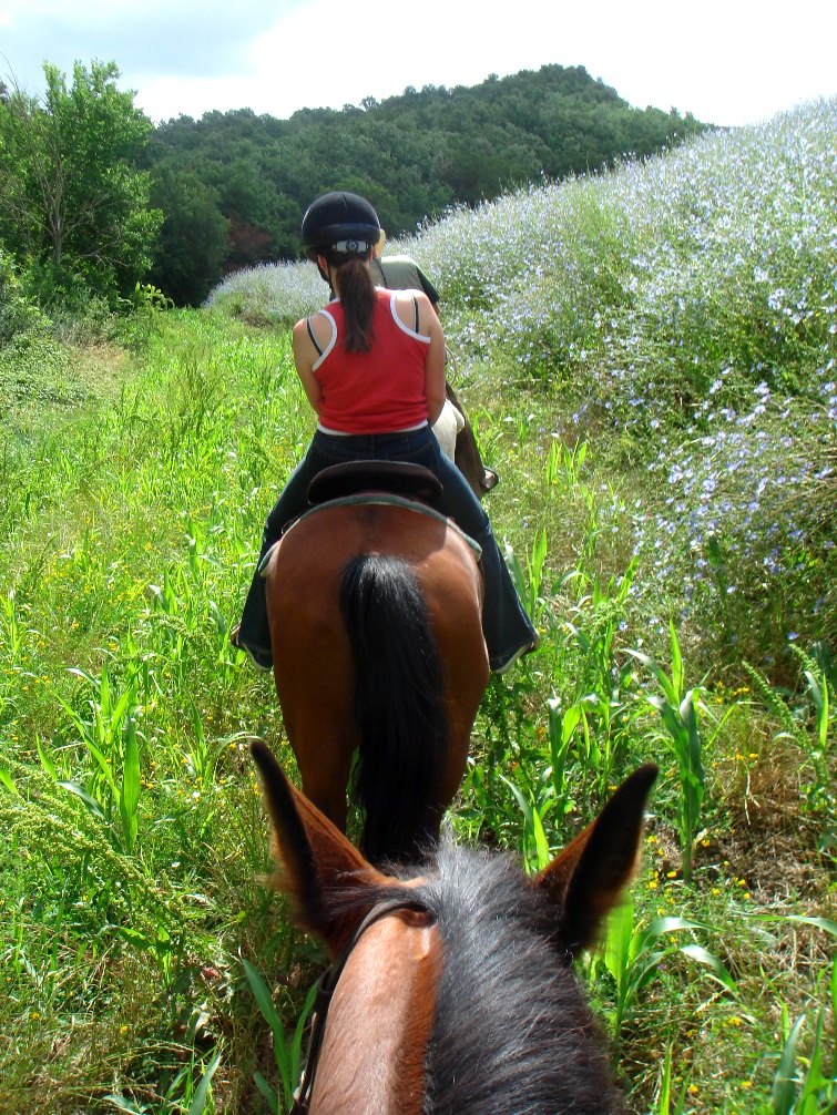 Horse riding excursion in Tuscan meadow