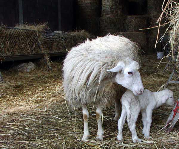 Sheep at the organic farm in Volterra with accommodation