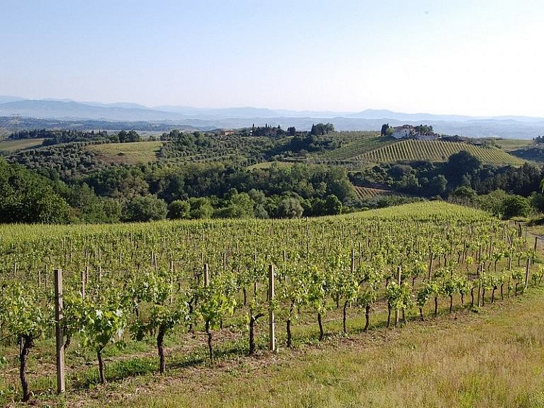 Vineyards in the chianti fiorentino