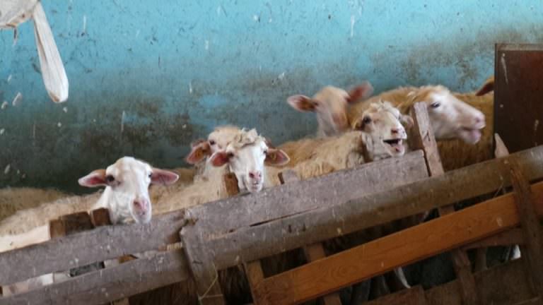 Sheep waiting for getting milked