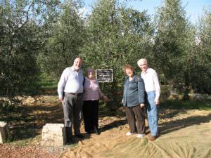 Nets around olive trees during the harvest