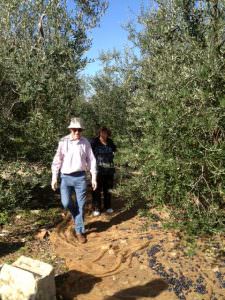 Guests walking on the nets that collect olives