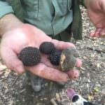 The crop of a truffle hunting session