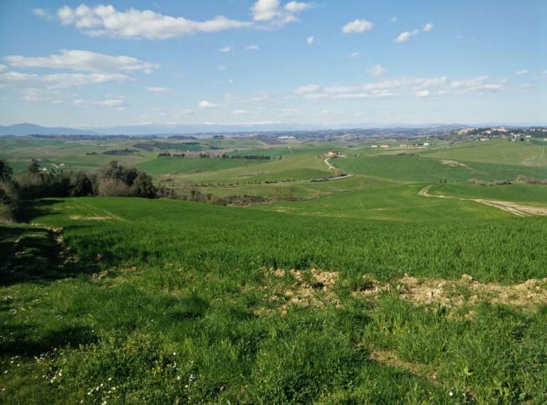Tuscan fields and Lajatico