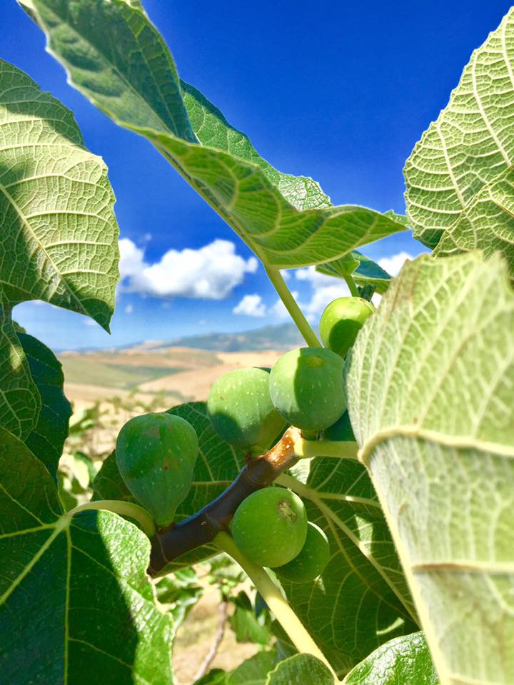 Fig tree and the hills of Volterra