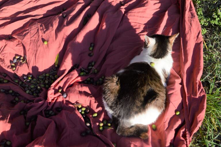 Cat relaxing among the olives