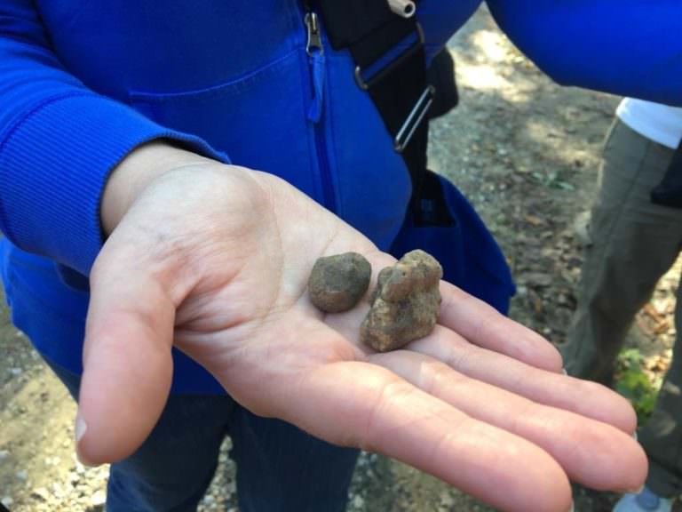 Two tiny but precious white truffles of Tuscany