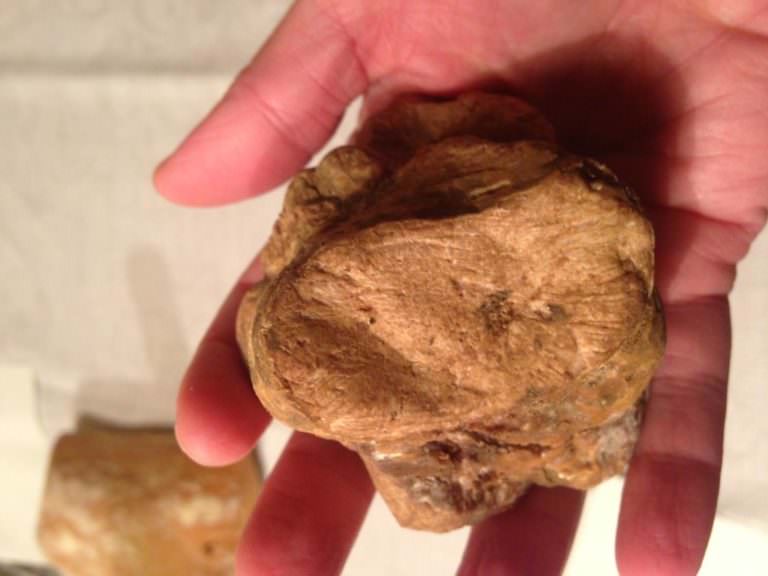 A big white truffle with an incredible scent