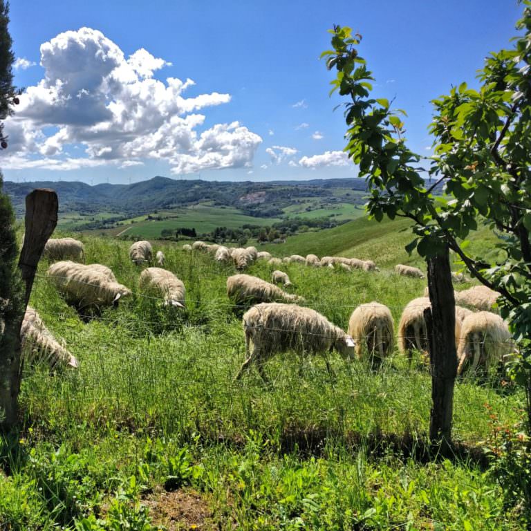 Happy sheep on the Tuscan hills