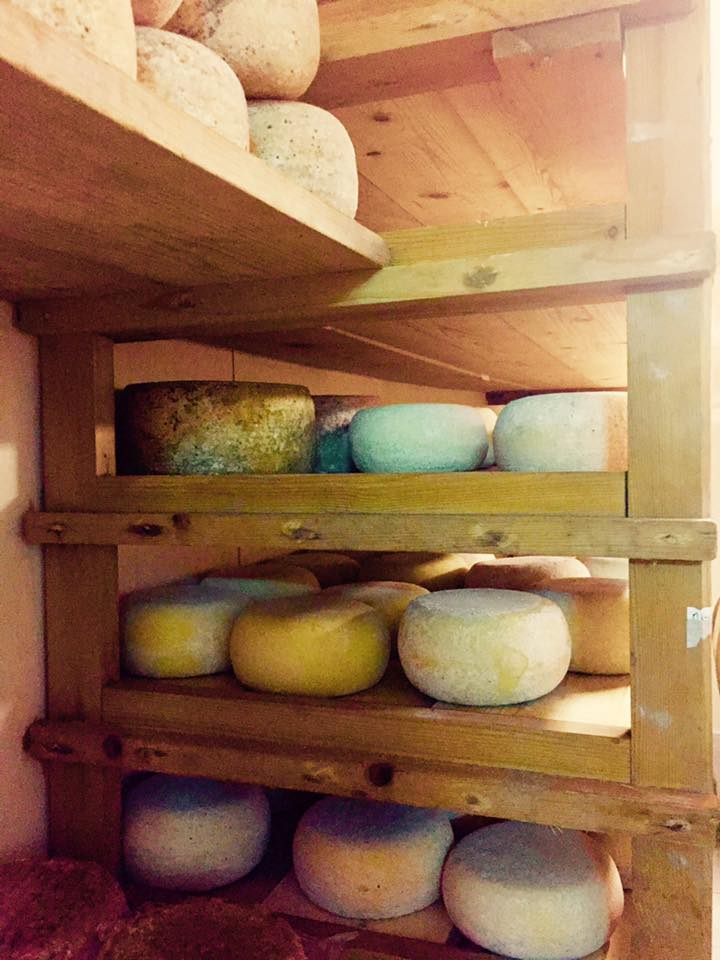 Aging cells for pecorino cheese