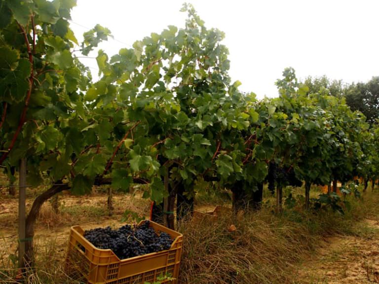 Vines on the hills around Peccioli