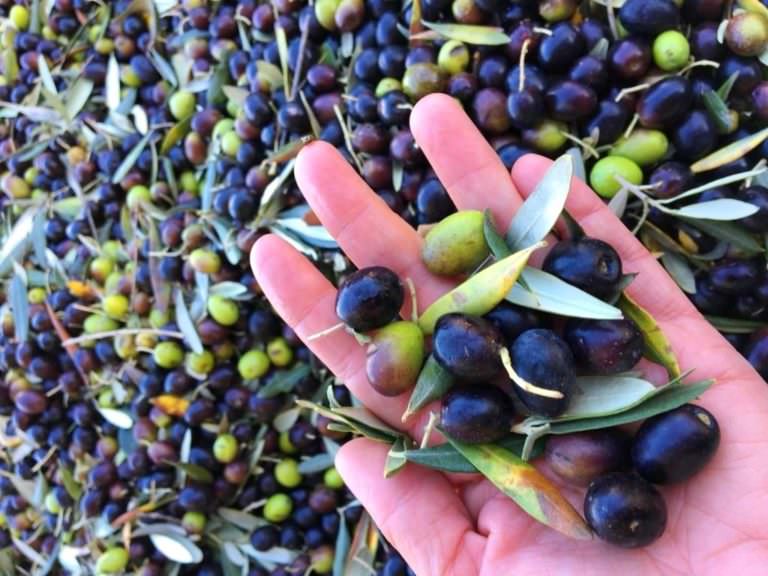 Olive harvest in Tuscany