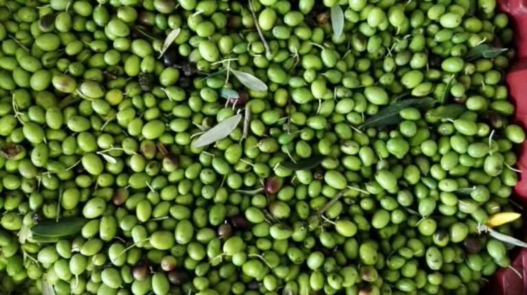 Guided tours to olive farms during the harvests