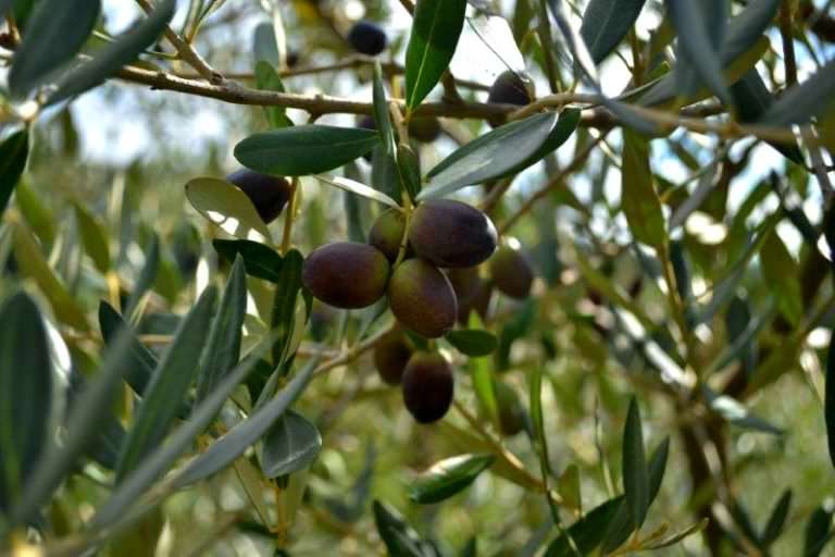 Olive oil and wine tour with cooking class