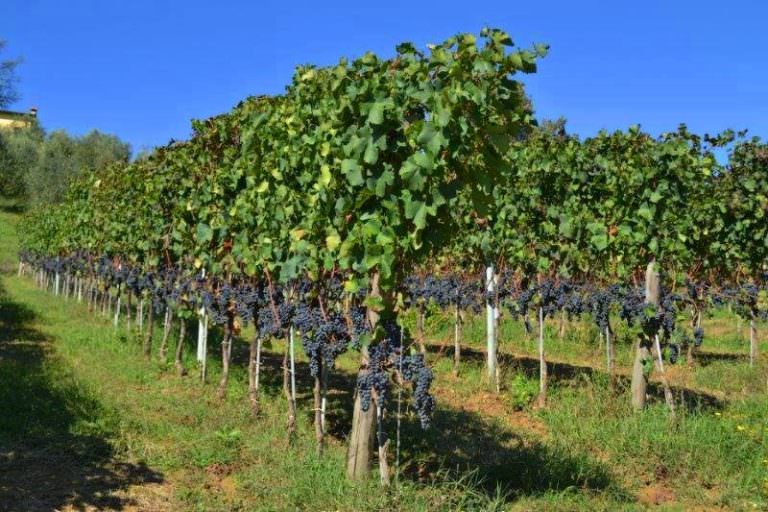 Beautiful bunches of sangiovese grapes