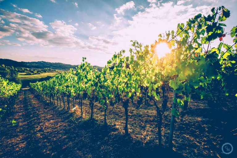 New vines of canaiolo