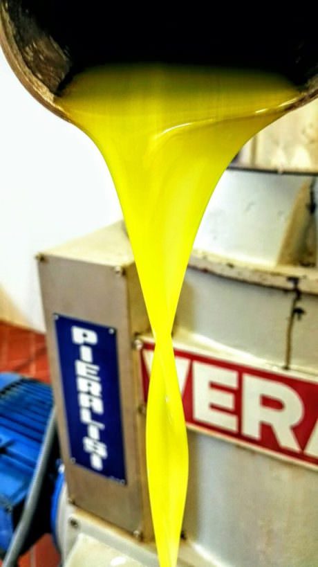 Oil press experience in Tuscany