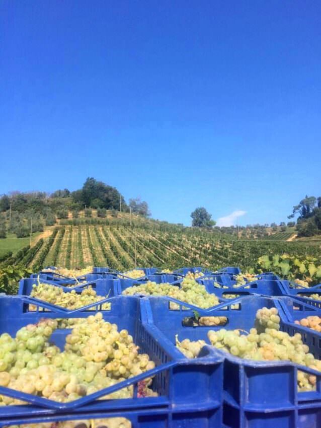 Let's go make wine in the cellar!